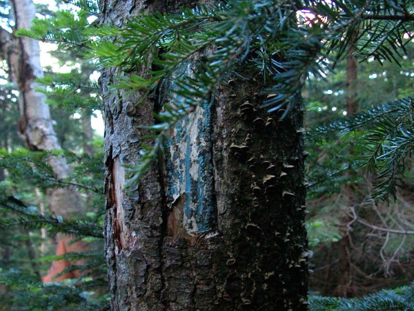 Madison Gulf Trail