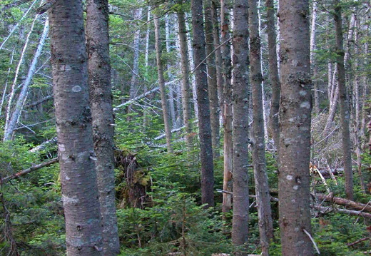 Madison Gulf Trail