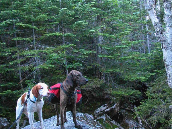 Dogs over Parapet Brook