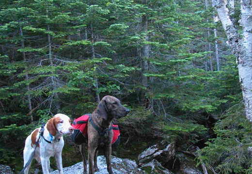 Dogs over Parapet Brook