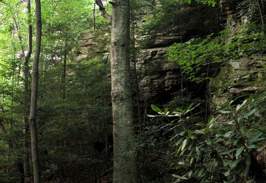 July 30: Troublesome and Difficulty Creeks, Big South Fork