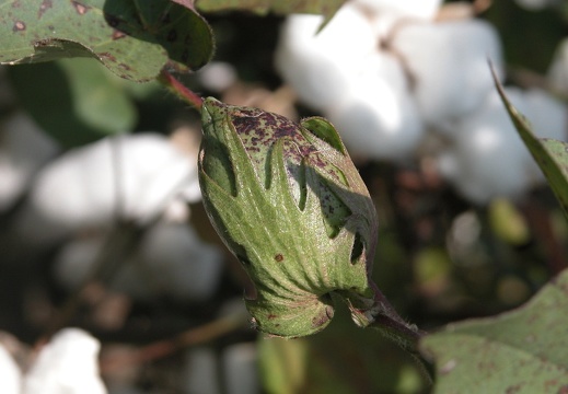 05 Sep28-Oct01: Inland NC and Cliffs of the Neuse SP