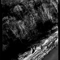River & Trees