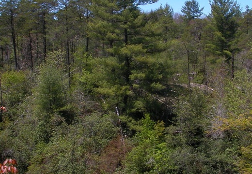 Overlook, Thompson Creek valley.