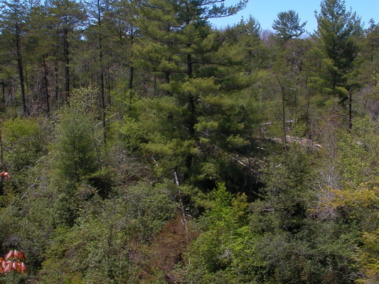 Overlook, Thompson Creek valley.