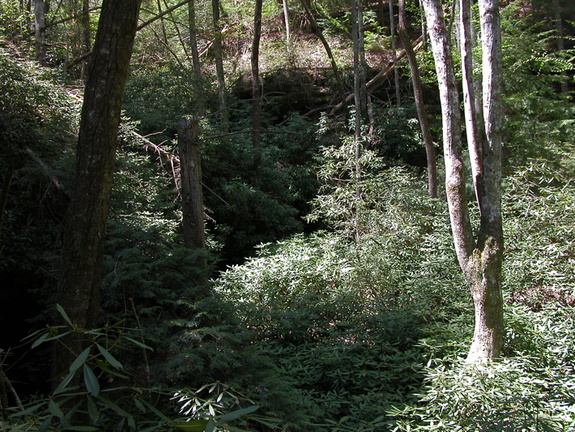 Spring evergreen valley.