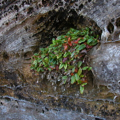 Plant, sandstone wall.