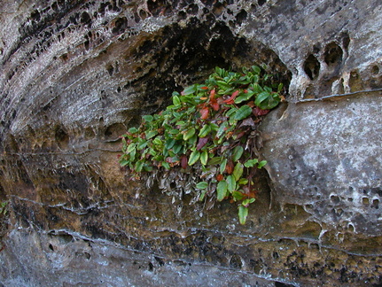 Plant, sandstone wall.