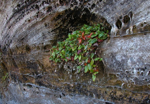 Plant, sandstone wall.