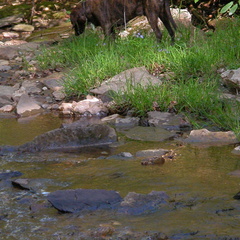 Pixel and Rock Creek.