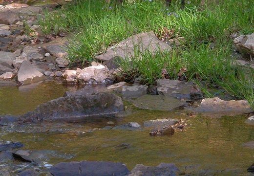 Pixel and Rock Creek.