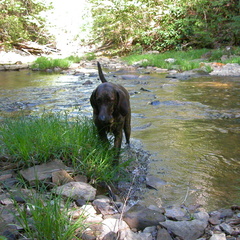 Pixel and Rock Creek II.