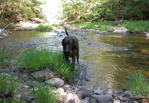 Pixel and Rock Creek II.