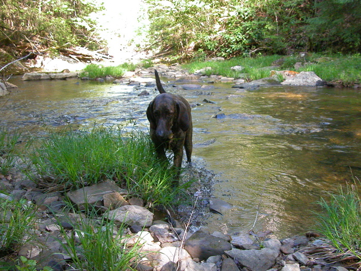 Pixel and Rock Creek II.