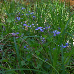 Small Flowers.