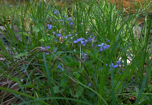 Small Flowers.