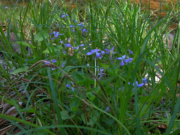 Small Flowers.