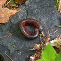 Dead Millipede.