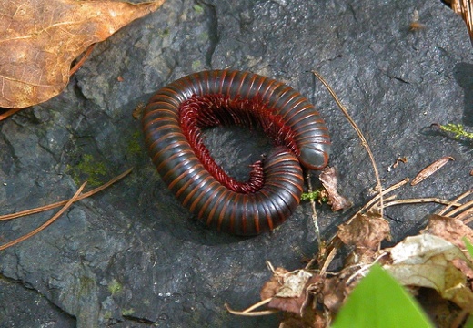 Dead Millipede.