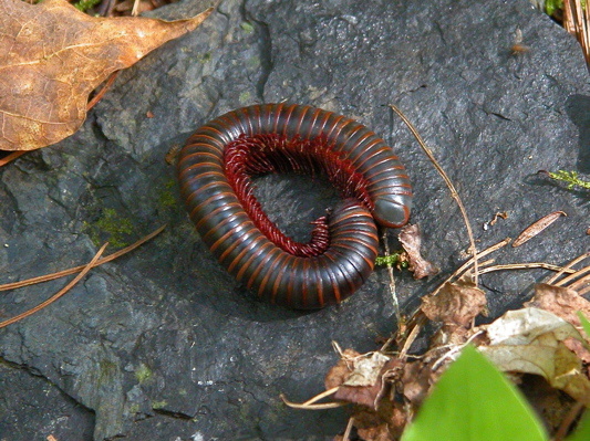 Dead Millipede.