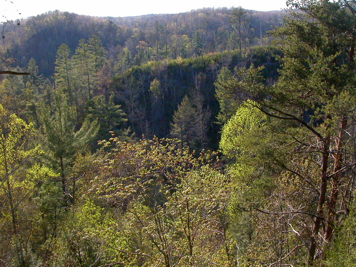 Scenic overlook to Rock Creek spring foliage.