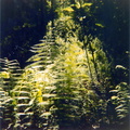 Ferns