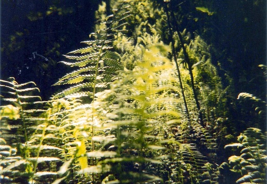 Ferns