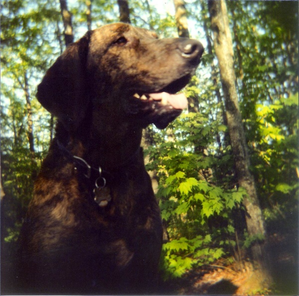 Pixel the Plott Hound