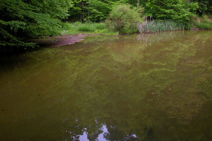 Gold Fish Pond