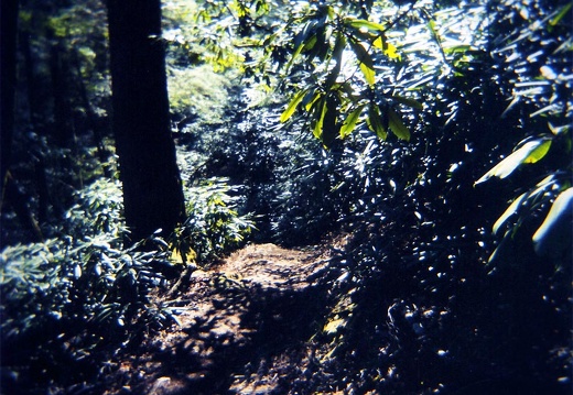 Pine Mountain Trail. Valley in Light.