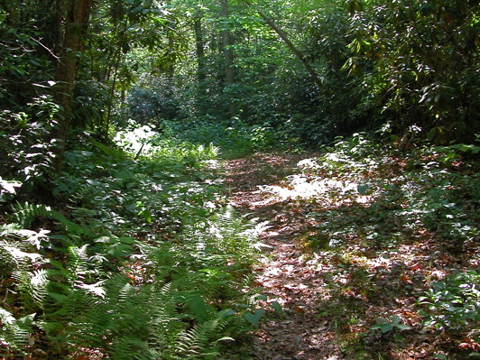 Connector trail: West Entrance to Laurel Fork Creek Trail.