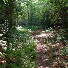 Connector trail: West Entrance to Laurel Fork Creek Trail.
