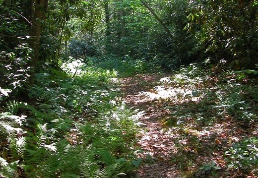 Connector trail: West Entrance to Laurel Fork Creek Trail.