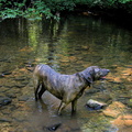 Laurel Fork Creek.