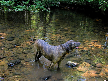 Laurel Fork Creek.