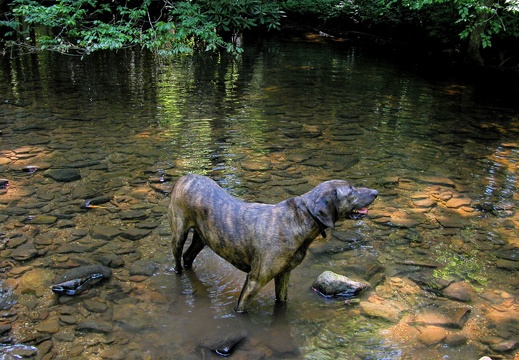 Laurel Fork Creek.