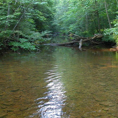 Laurel Fork Creek.