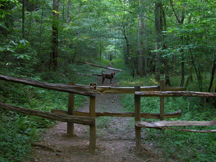 Horse trail crosses Laurel Fork Creek Trail.