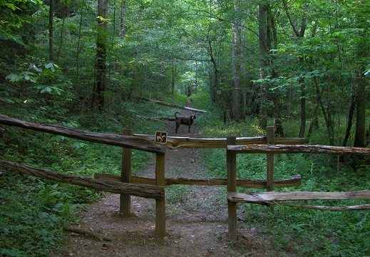 Horse trail crosses Laurel Fork Creek Trail.