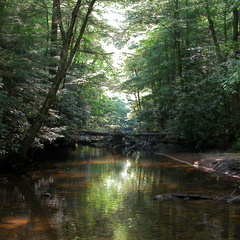 Laurel Fork Creek