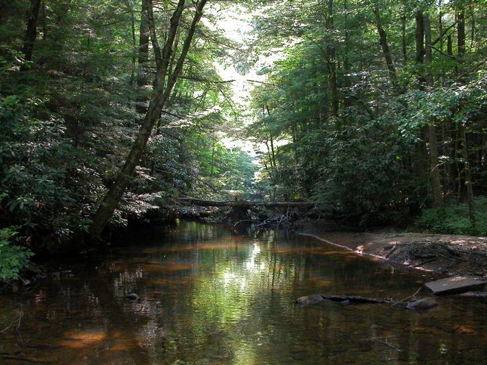 Laurel Fork Creek
