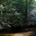 Sun illuminates pool. Laurel Fork Creek.