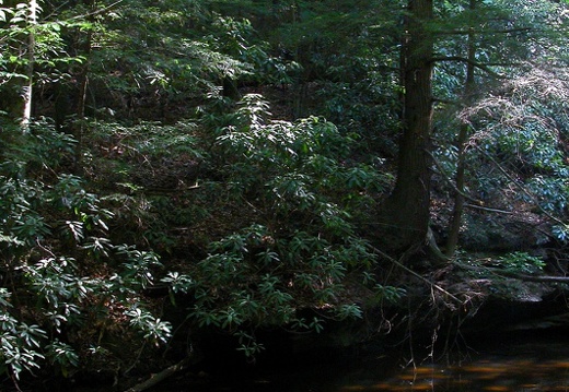 Sun illuminates pool. Laurel Fork Creek.