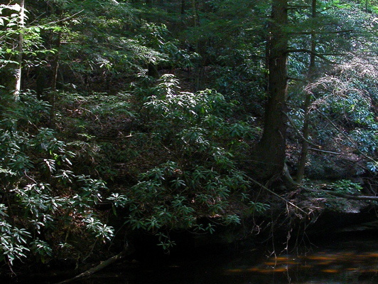 Sun illuminates pool. Laurel Fork Creek.