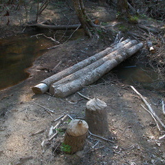 Old beaver dam on Laurel Fork Creek.