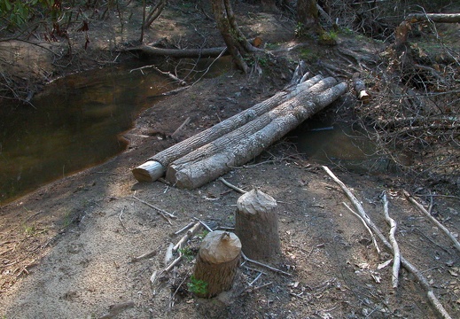 Old beaver dam on Laurel Fork Creek.