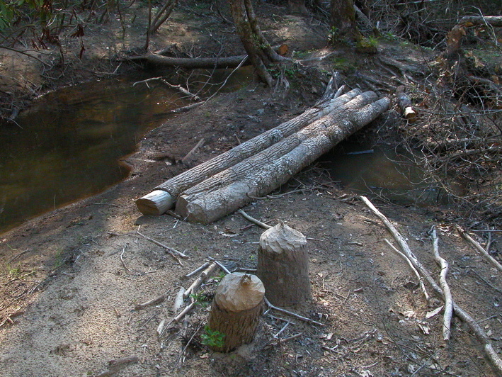 Old beaver dam on Laurel Fork Creek.