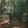 Stretch of dry trail, which crosses Laurel Fork Creek often.