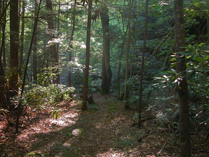 Stretch of dry trail, which crosses Laurel Fork Creek often.