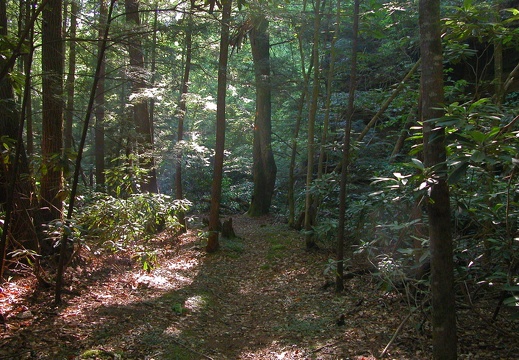 Stretch of dry trail, which crosses Laurel Fork Creek often.